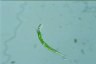 Euglena mutabilis