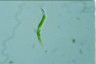 Euglena mutabilis