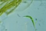 Euglena mutabilis