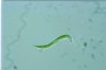 Euglena mutabilis