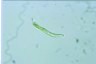 Euglena mutabilis