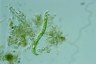 Euglena deses