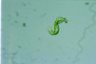 Euglena spirogyra