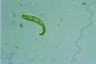 Euglena spirogyra