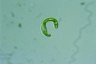 Euglena spirogyra