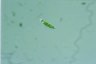 Euglena