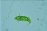 Euglena