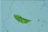 Euglena