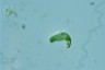 Euglena spirogyra