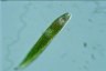 Euglena