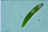 Euglena