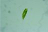 Euglena