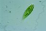 Euglena