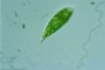 Euglena