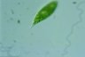 Euglena