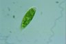 Euglena