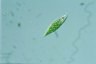 Euglena