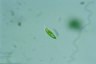 Euglena pisciformis