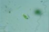 Euglena pisciformis