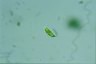 Euglena pisciformis