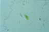 Euglena pisciformis