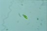 Euglena pisciformis