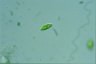 Euglena pisciformis