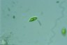 Euglena pisciformis