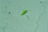 Euglena clara