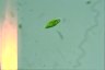 Euglena clara