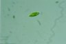 Euglena clara