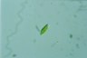 Euglena clara