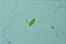 Euglena clara