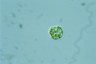 Haematococcus