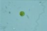 Haematococcus