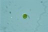 Haematococcus