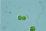 Haematococcus