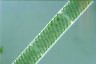 Spirogyra