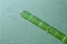 Spirogyra