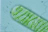 Spirogyra