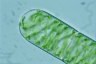 Spirogyra