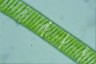 Spirogyra