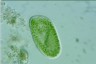 Paramecium bursaria