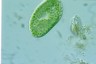 Paramecium bursaria