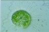 Acanthocystis turfacea