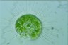 Acanthocystis turfacea