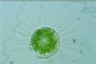 Acanthocystis turfacea