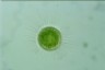 Acanthocystis turfacea