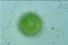 Acanthocystis turfacea