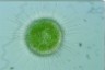 Acanthocystis turfacea